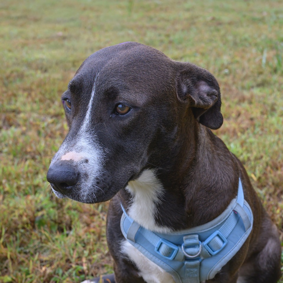 Ruthie, photo 15