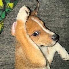 Willie, photo 5