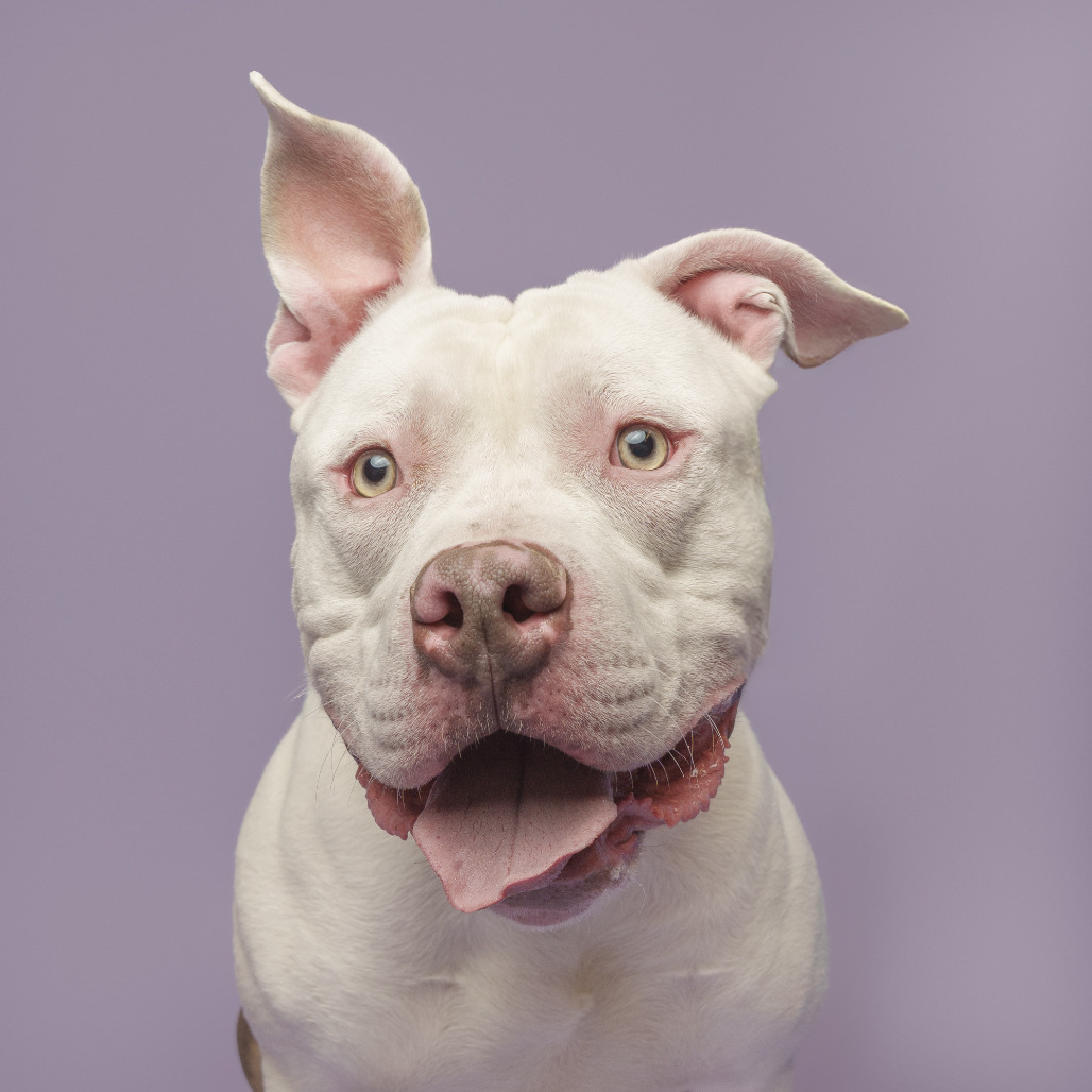 Photo of Woofus Wainwright