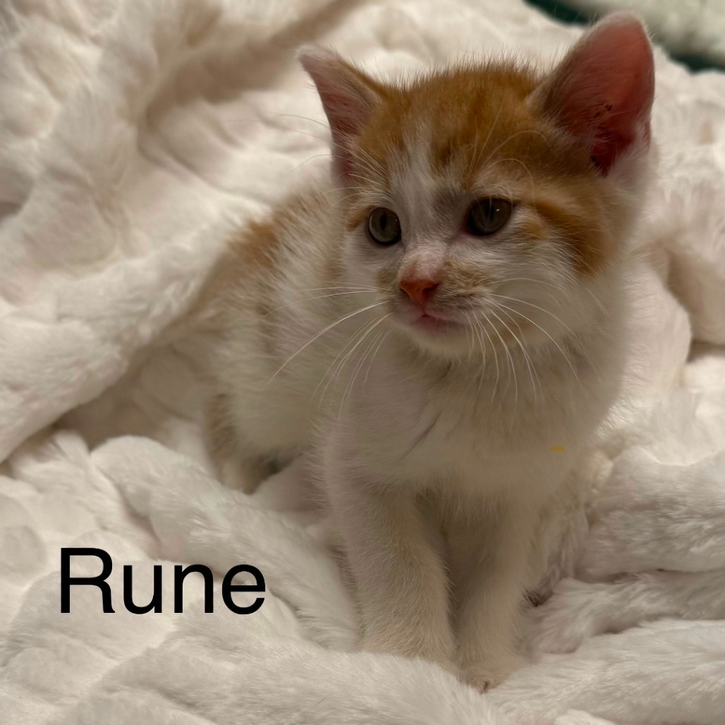 RUNE - Domestic Medium Hair available for adoption