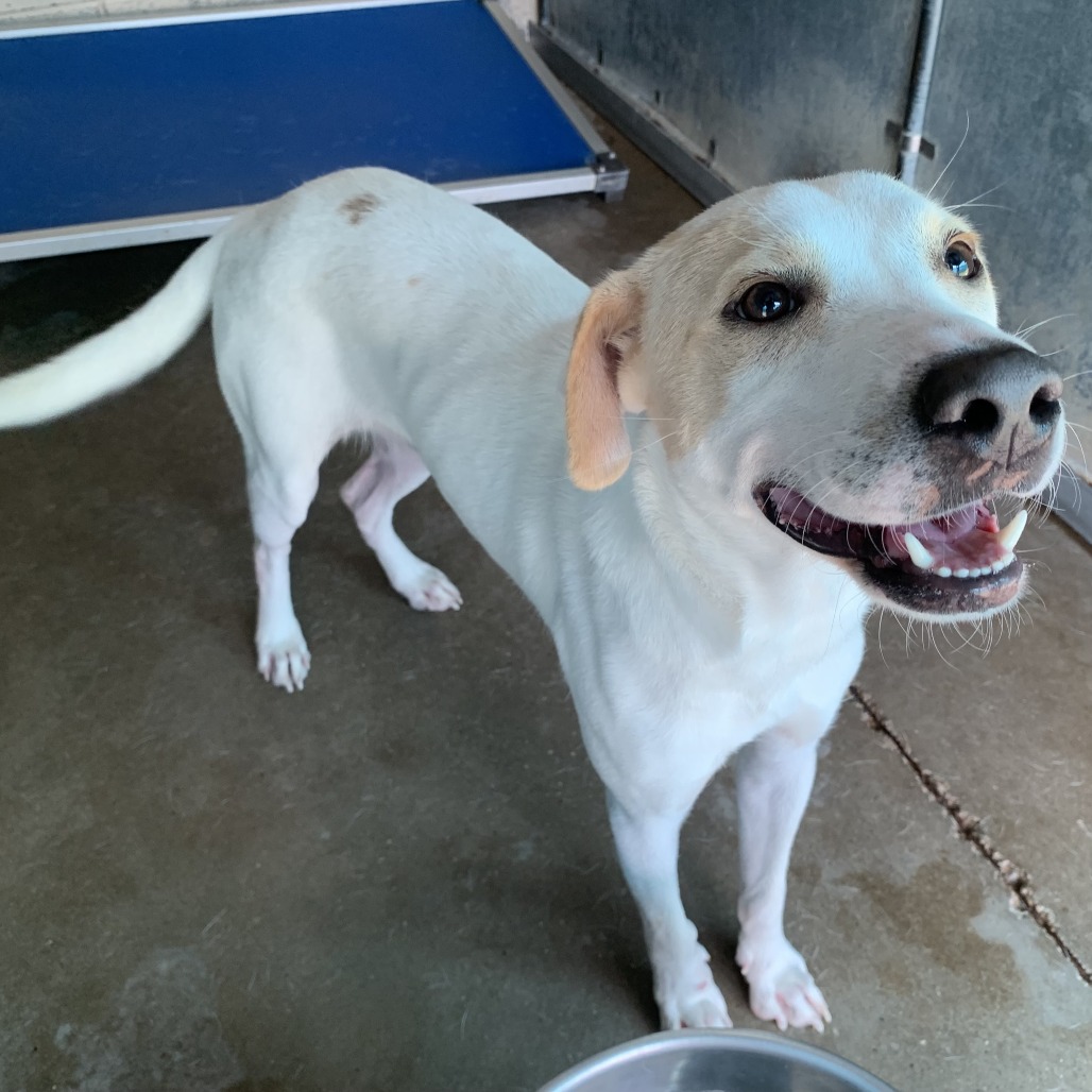Bacon, available for adoption at PVAS