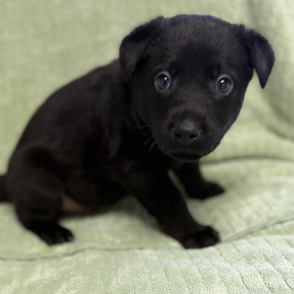 Black Retriever, Labrador/Mixed Breed (Medium) Dog