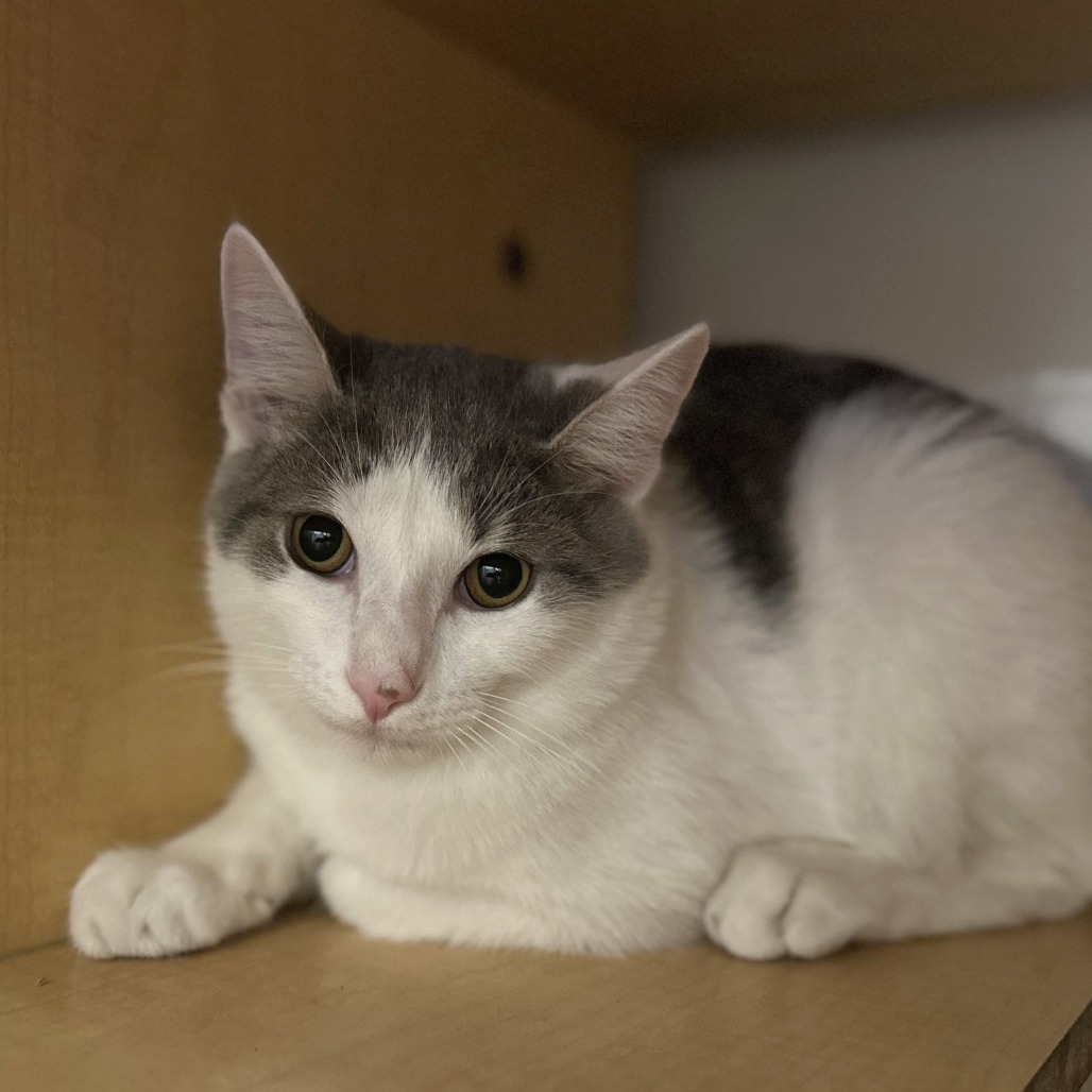 CUPCAKE - Domestic Shorthair available for adoption