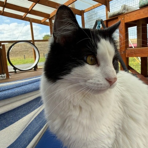 PEANUT - American Shorthair available for adoption