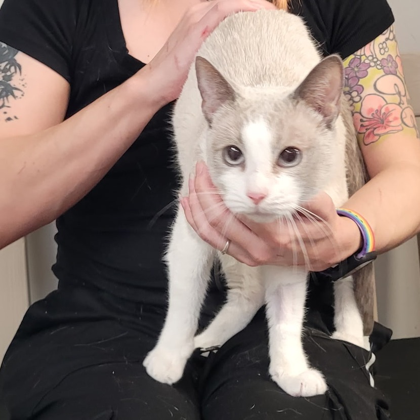 SNOWBALL - Snowshoe available for adoption