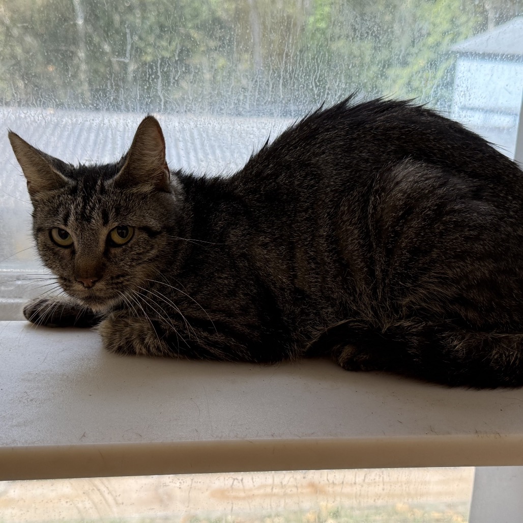 Tusc Stray 82216