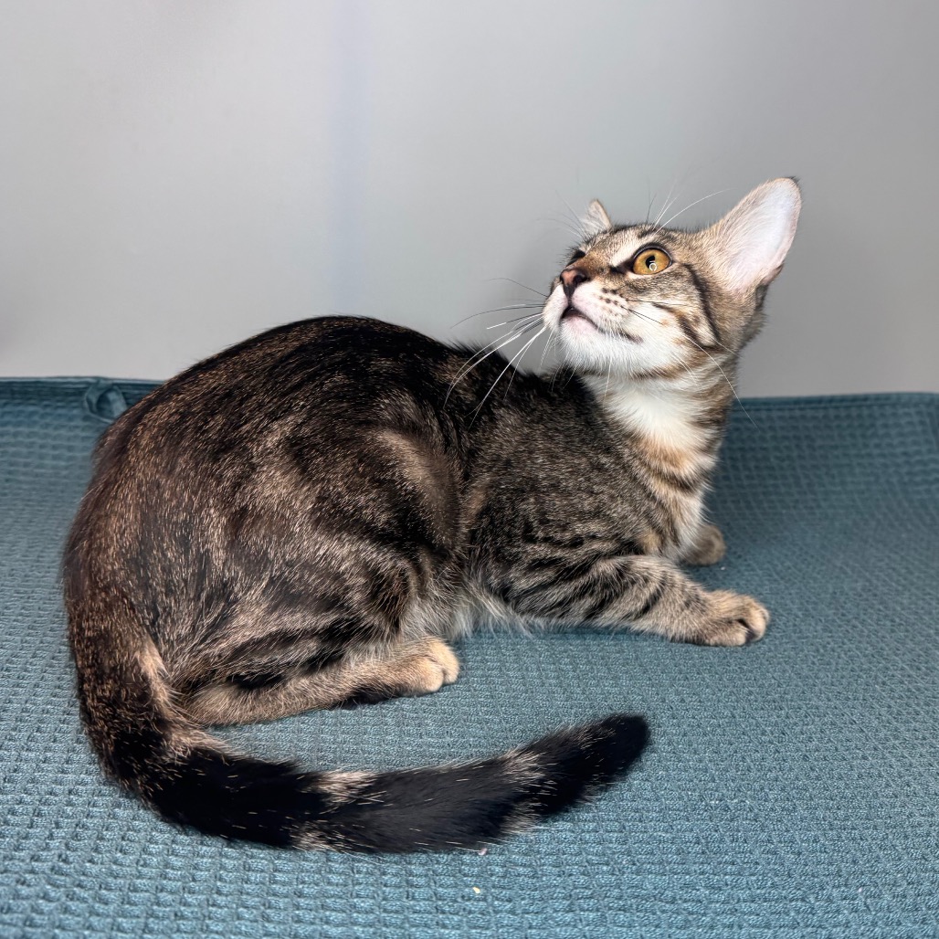 XADEN - Domestic Medium Hair available for adoption