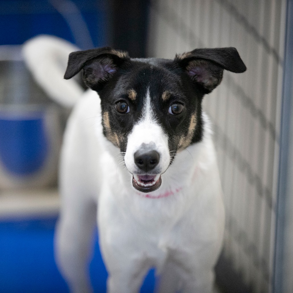 SALINA (JN26-92) - Terrier, Jack Russell / Mixed Breed (Medium) available for adoption