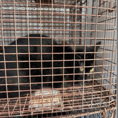 663601 - Domestic Shorthair available for adoption