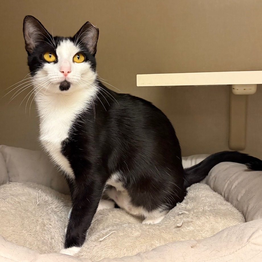 PUFFIN - Domestic Shorthair available for adoption