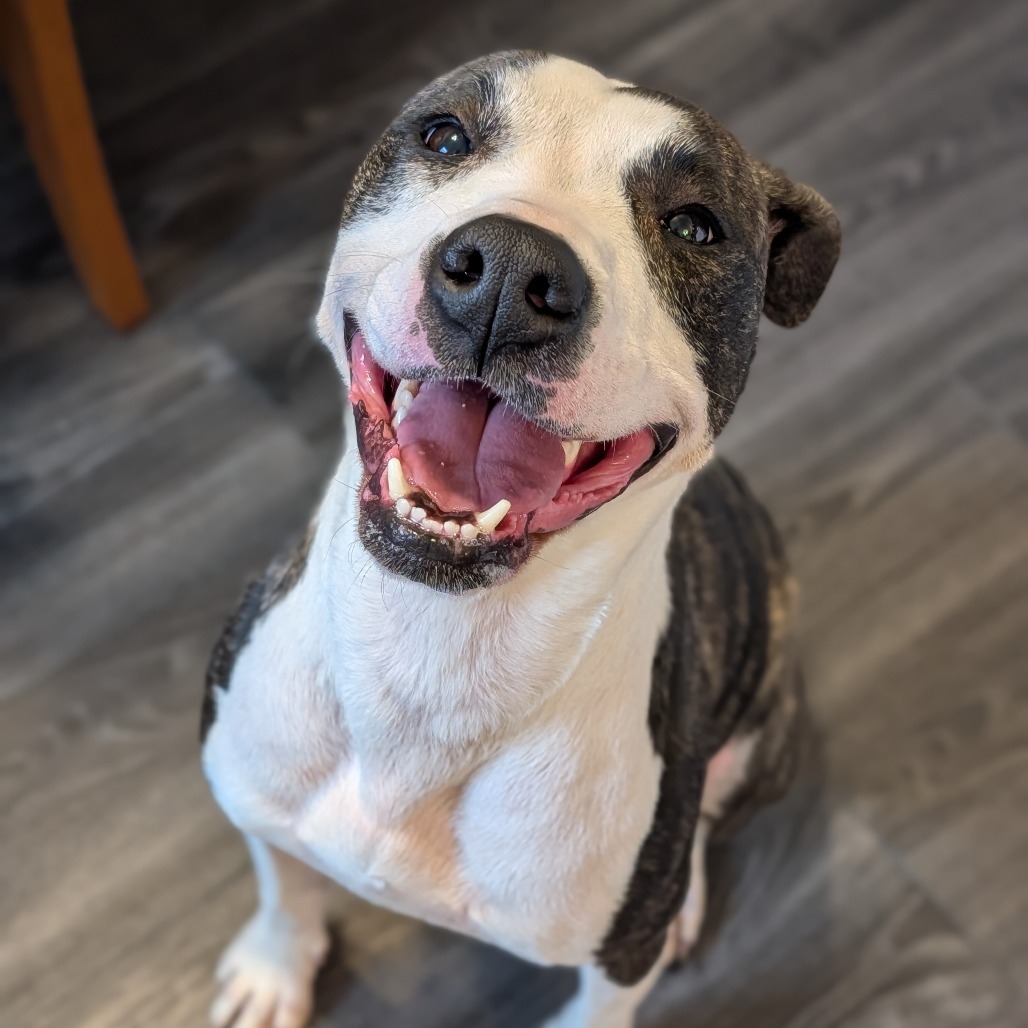 Jeffersonville Animal Shelter Adoption