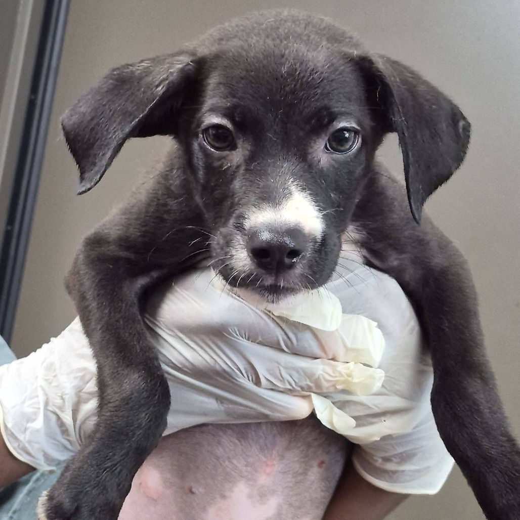 CHEESY GORDITA CRUNCH - Queensland Heeler / Boxer available for adoption