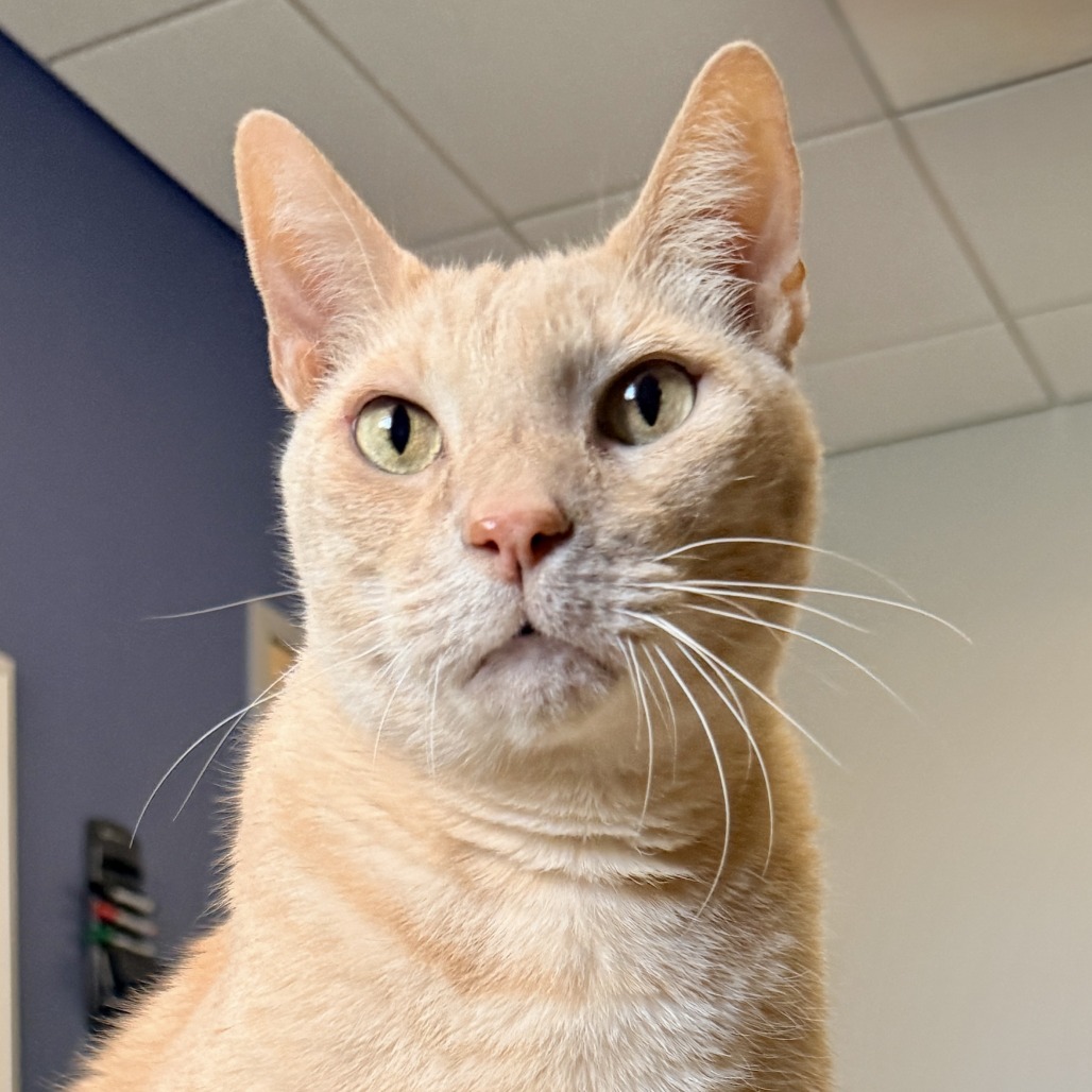 Adam Cat