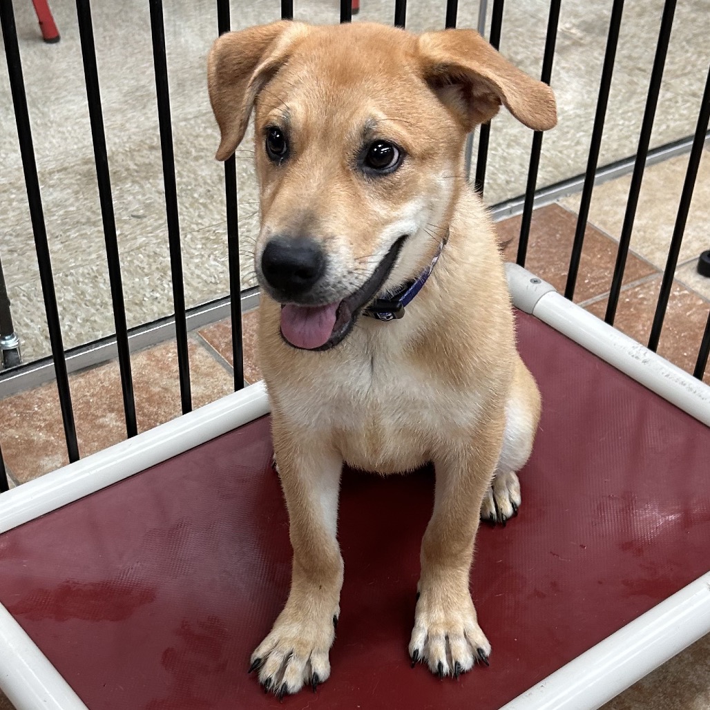 SERENA - Retriever / Labrador available for adoption