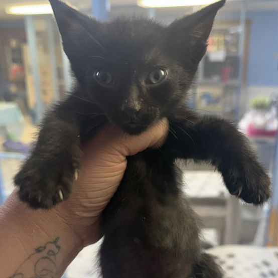 Winry, adopted