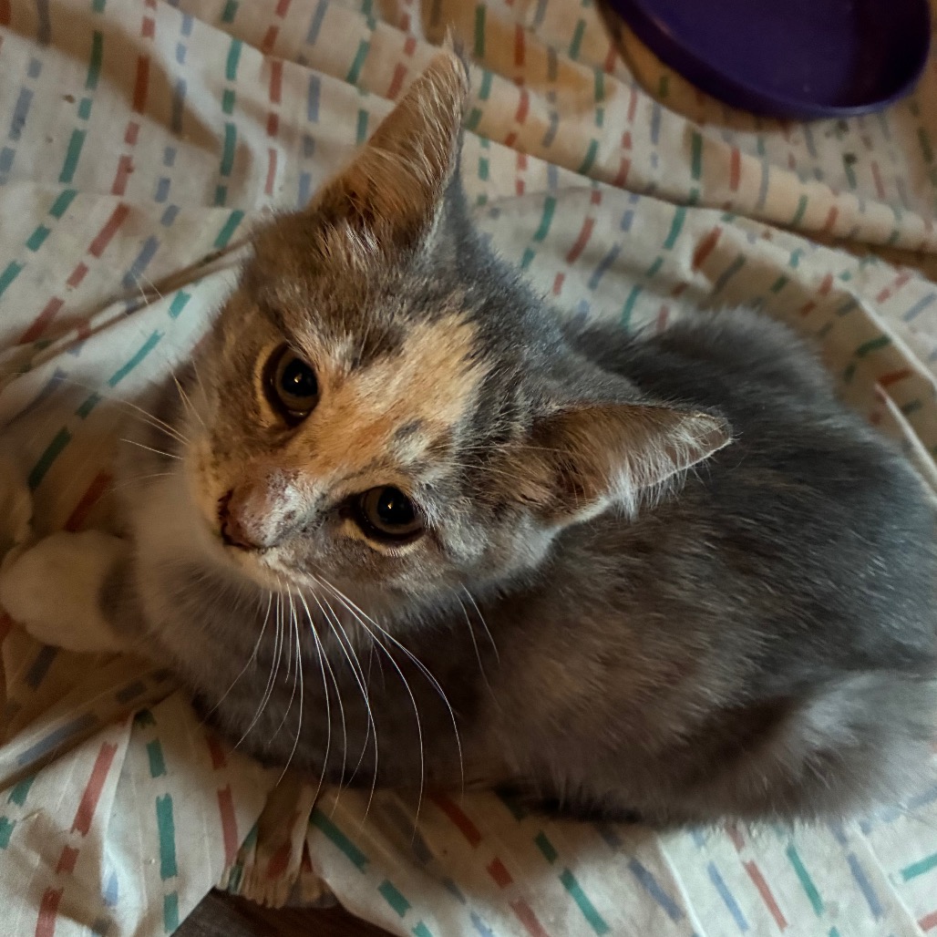 Cady, an adoptable cat