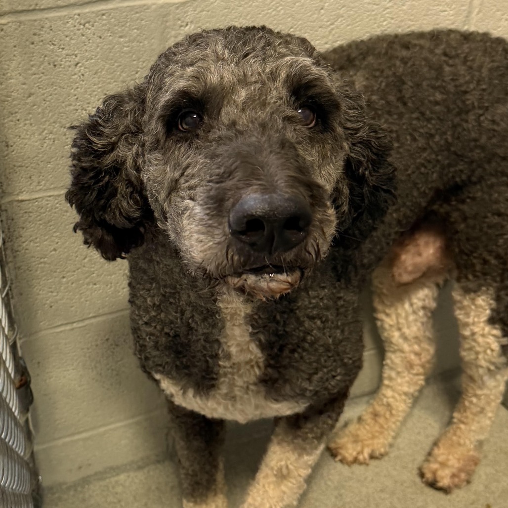 Poodle
