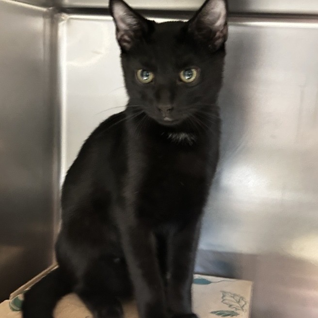 BEARY - Domestic Shorthair available for adoption