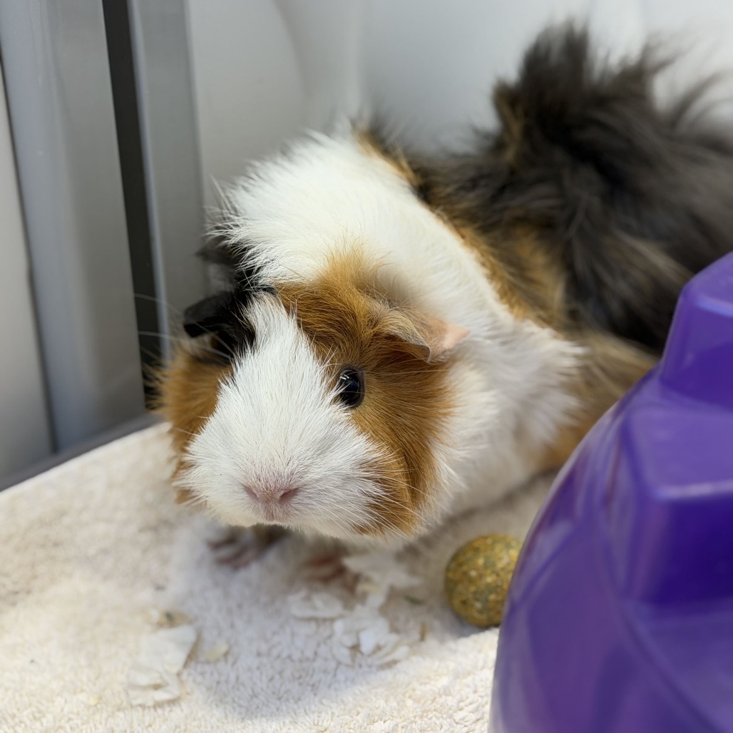 CHEESE - Peruvian (Long Haired) available for adoption