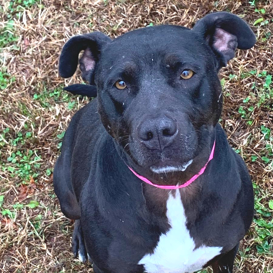 Noodle — thumbnail 6