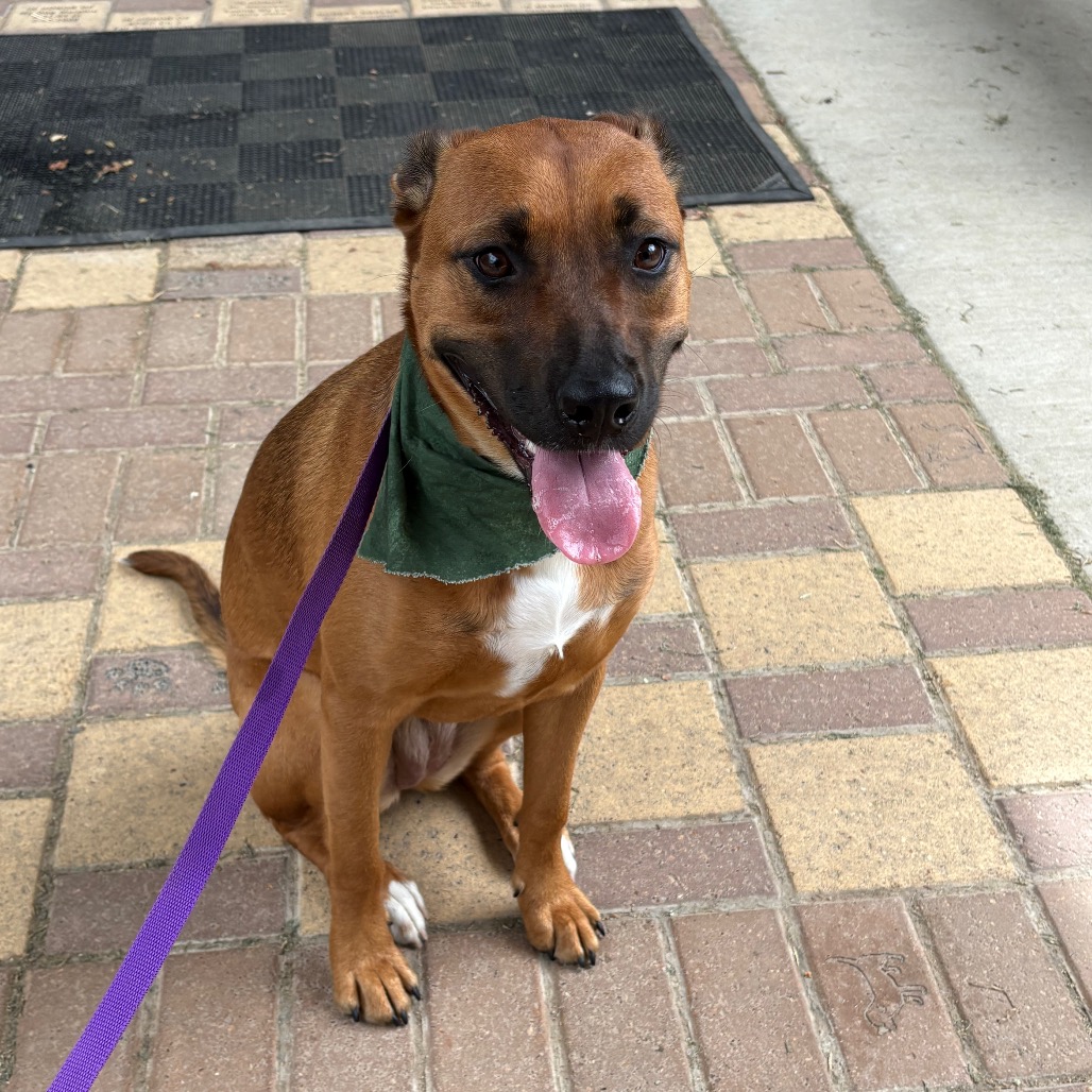 ZURI AMARA - Retriever, Labrador / Mix available for adoption