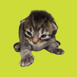 Tusc Stray 82205