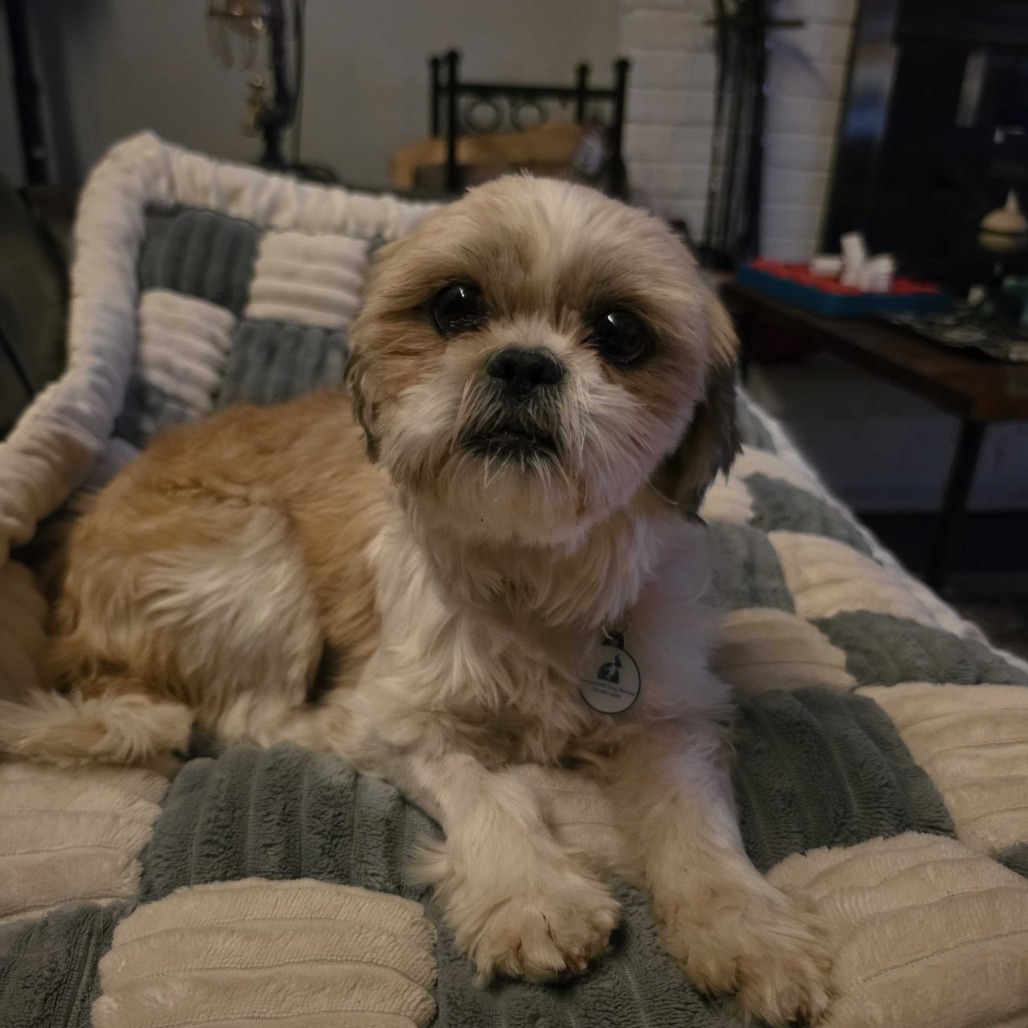 FANCY (JY26-124) - Shih Tzu available for adoption