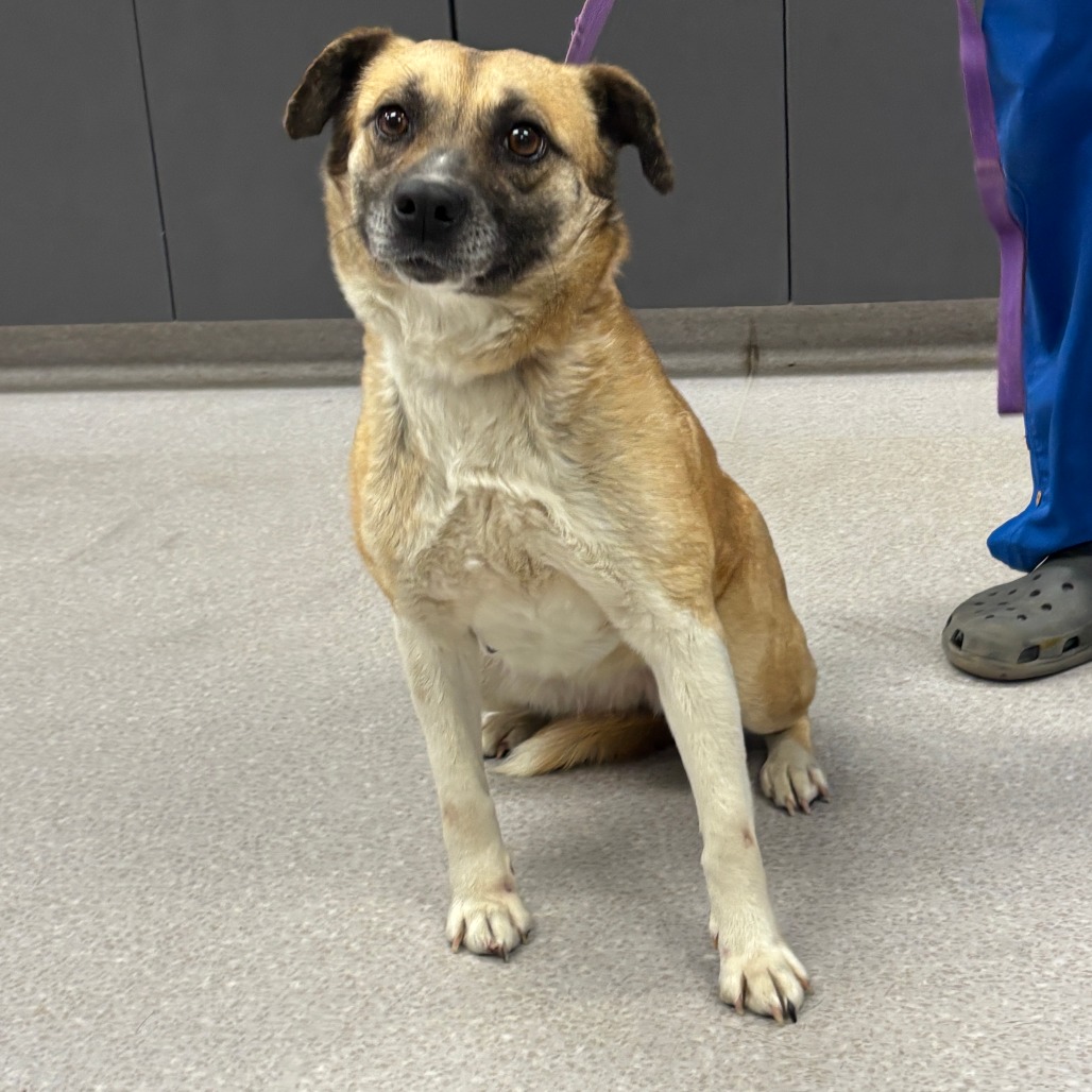 ANTEBELLUM - Shepherd / Mix available for adoption