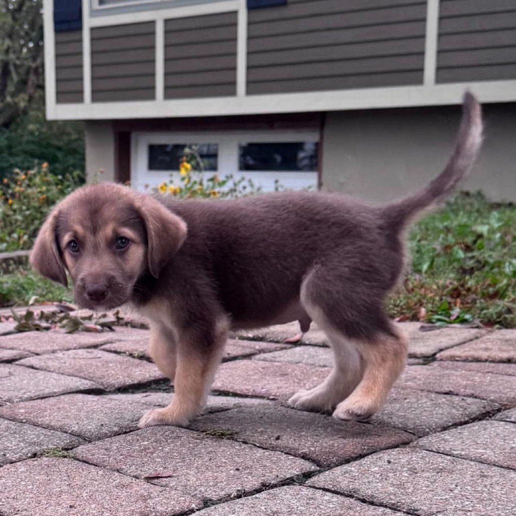 Cain, a golden puppy