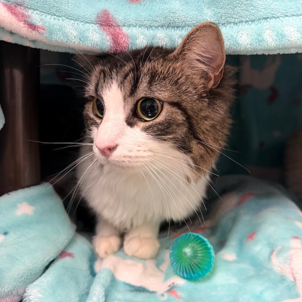 KOA RIVER - Domestic Medium Hair available for adoption