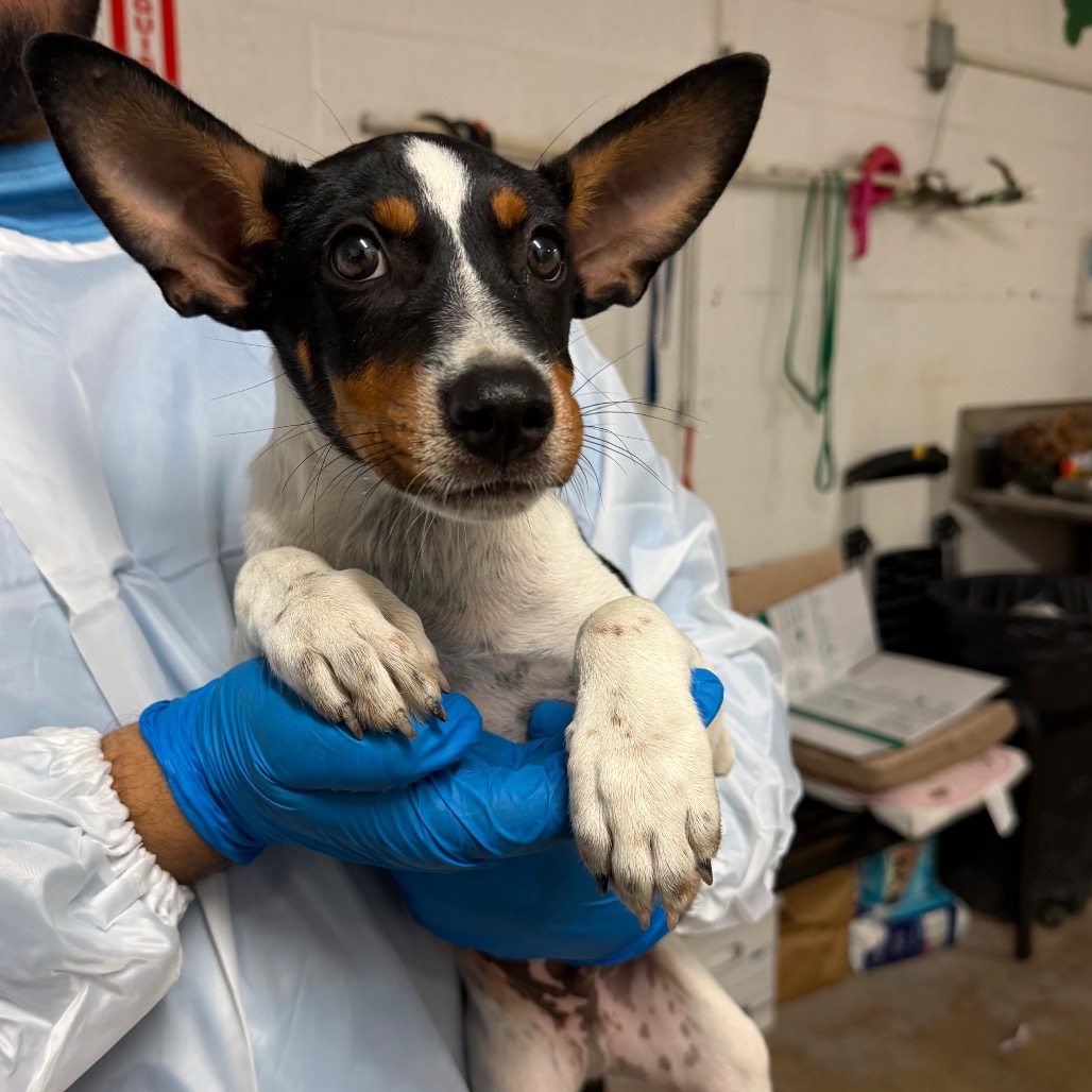 Cracker Jack, available for adoption at PVAS
