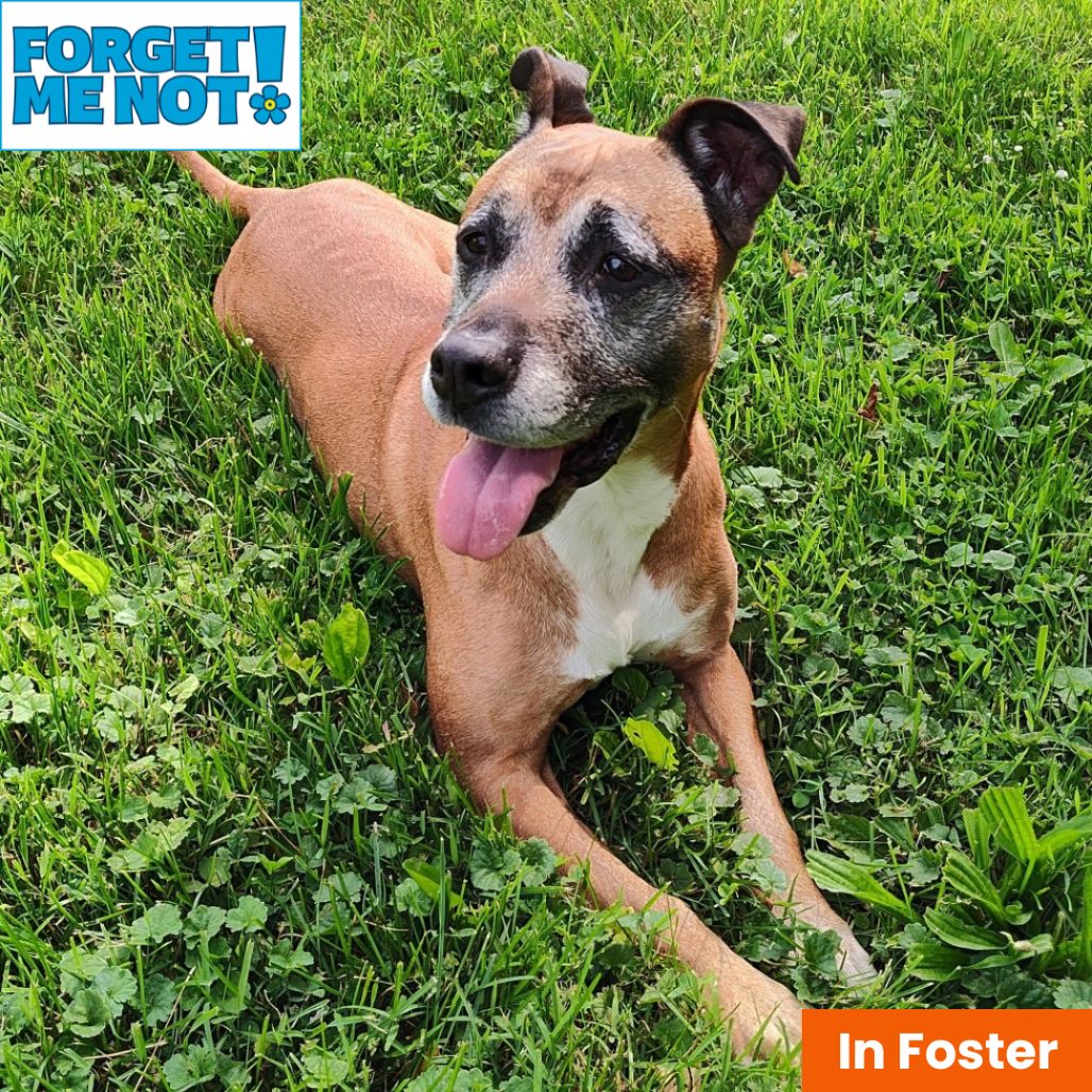 CHARITY - Boxer / Mix available for adoption