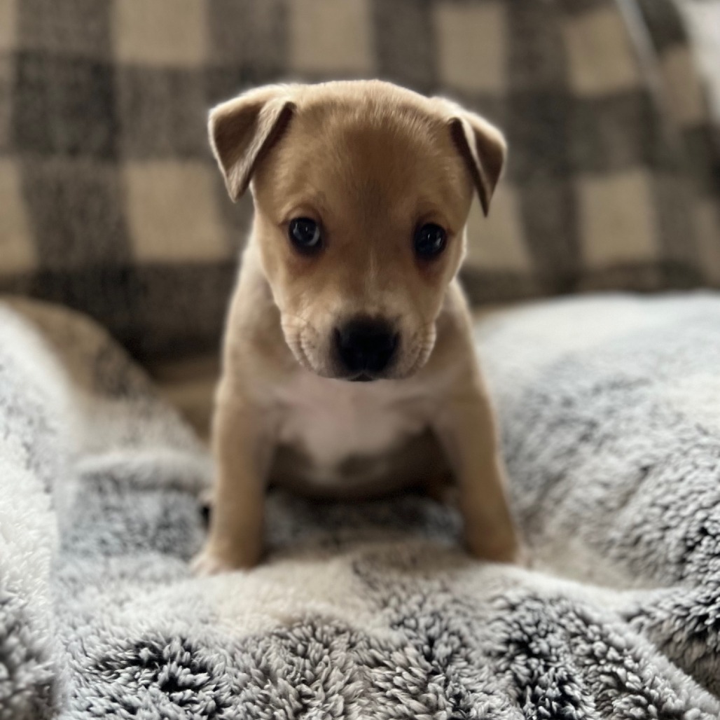 Misty's Pup- Tia — thumbnail 4