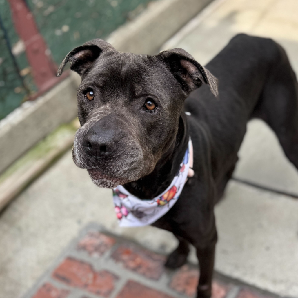 Bleu — thumbnail 2