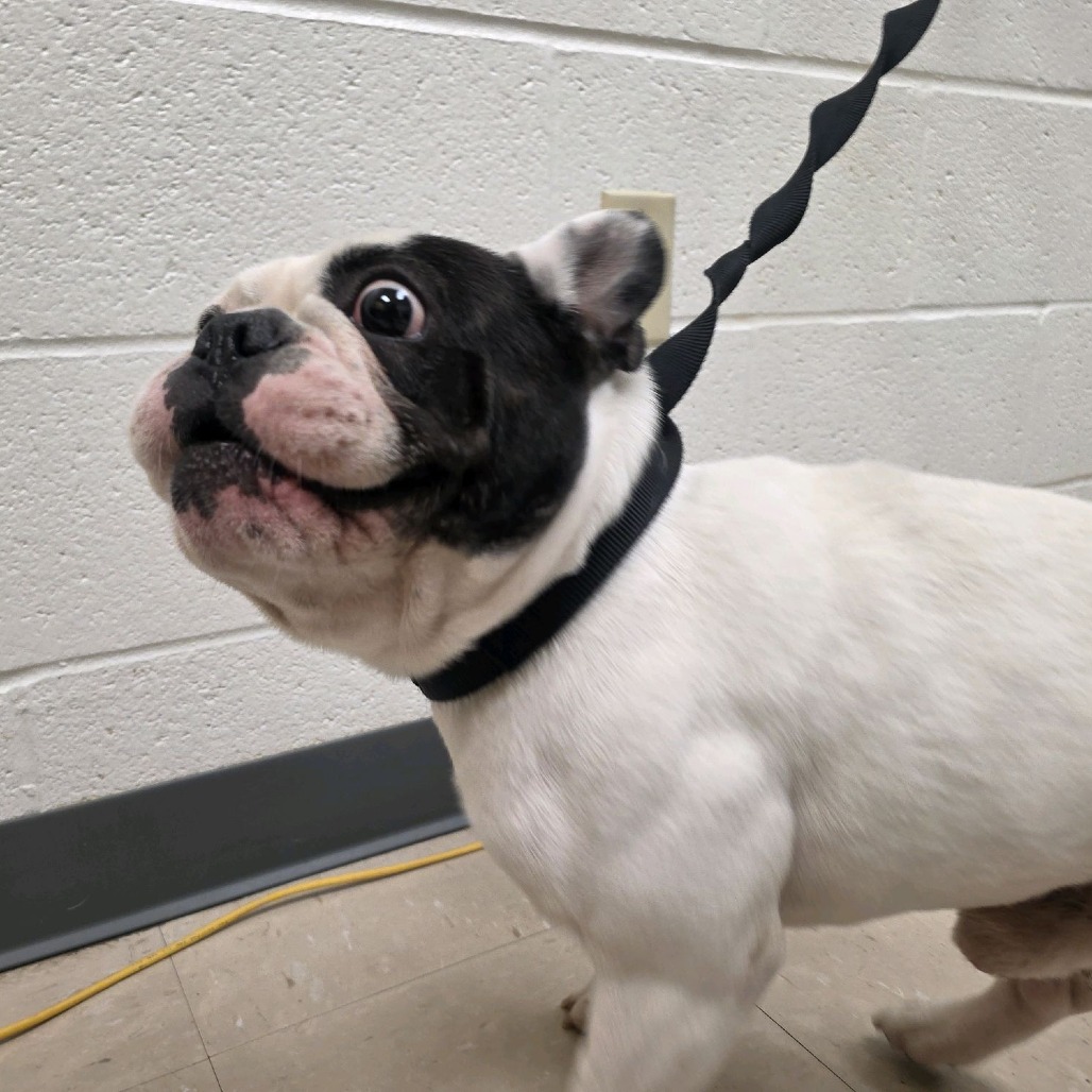 Photo of PGH-Stray-122026 3