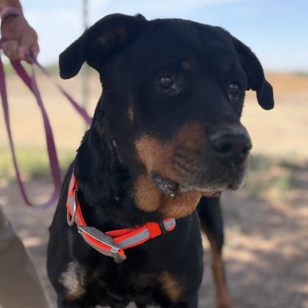 Sophie, available for adoption