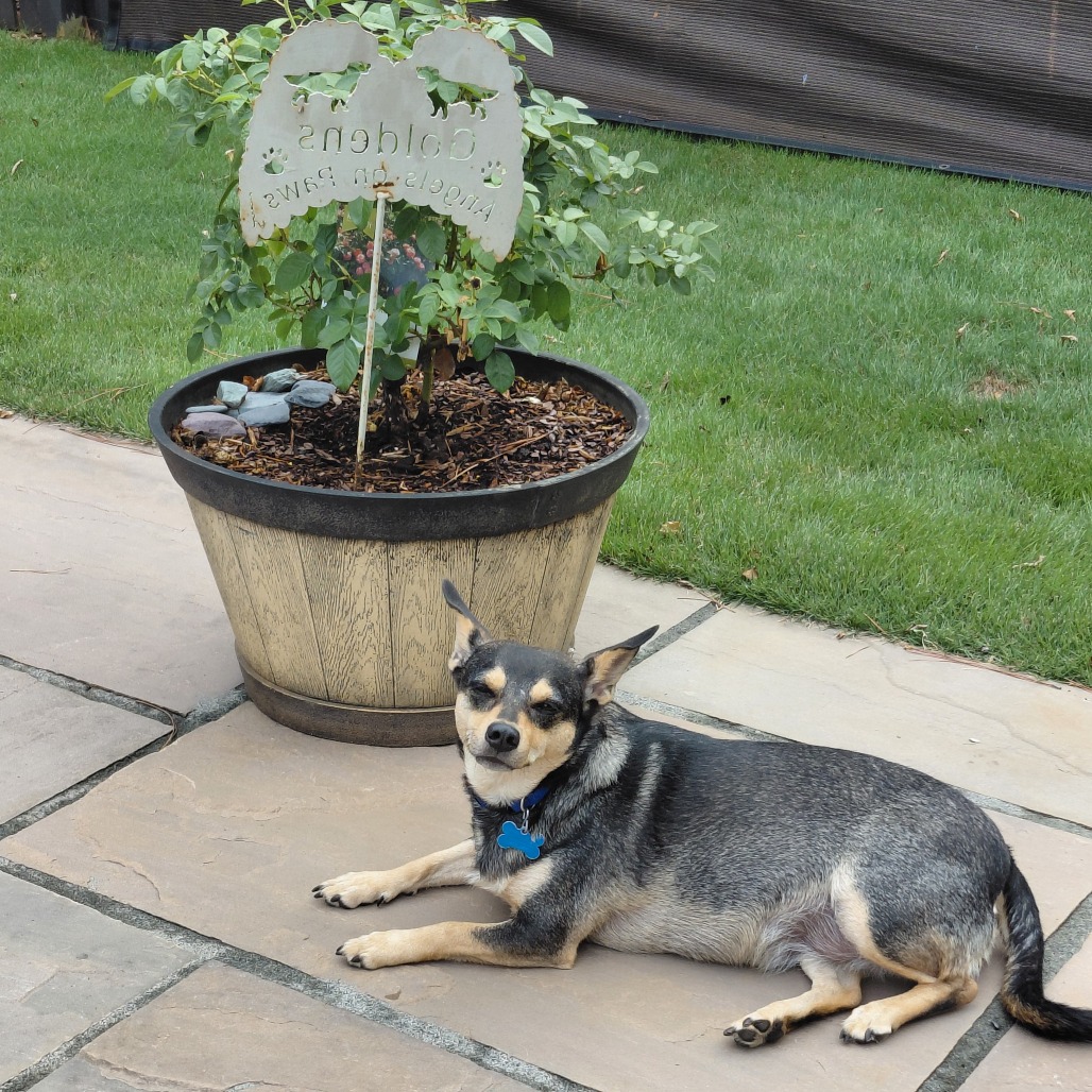 Willow, photo 5