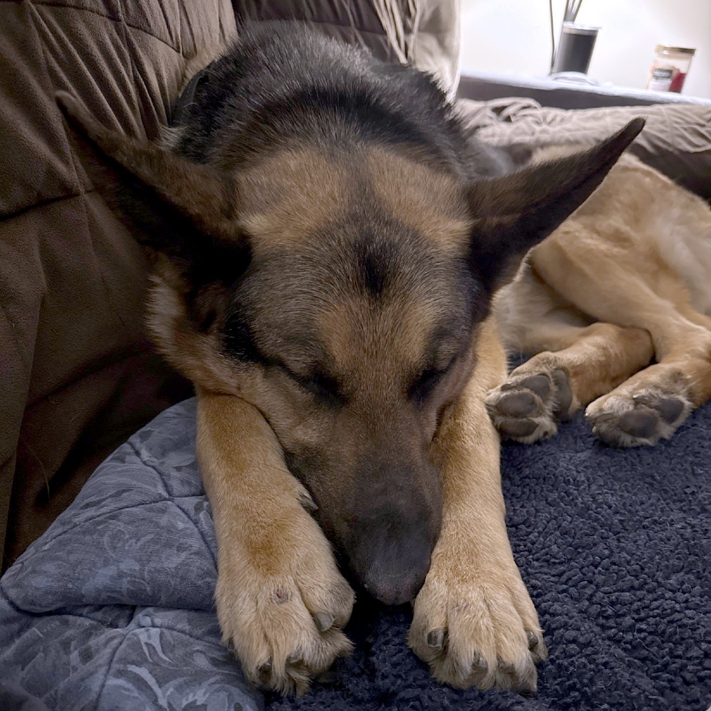 Floki, photo 11
