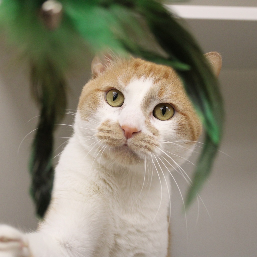 Schnitzel — thumbnail 4