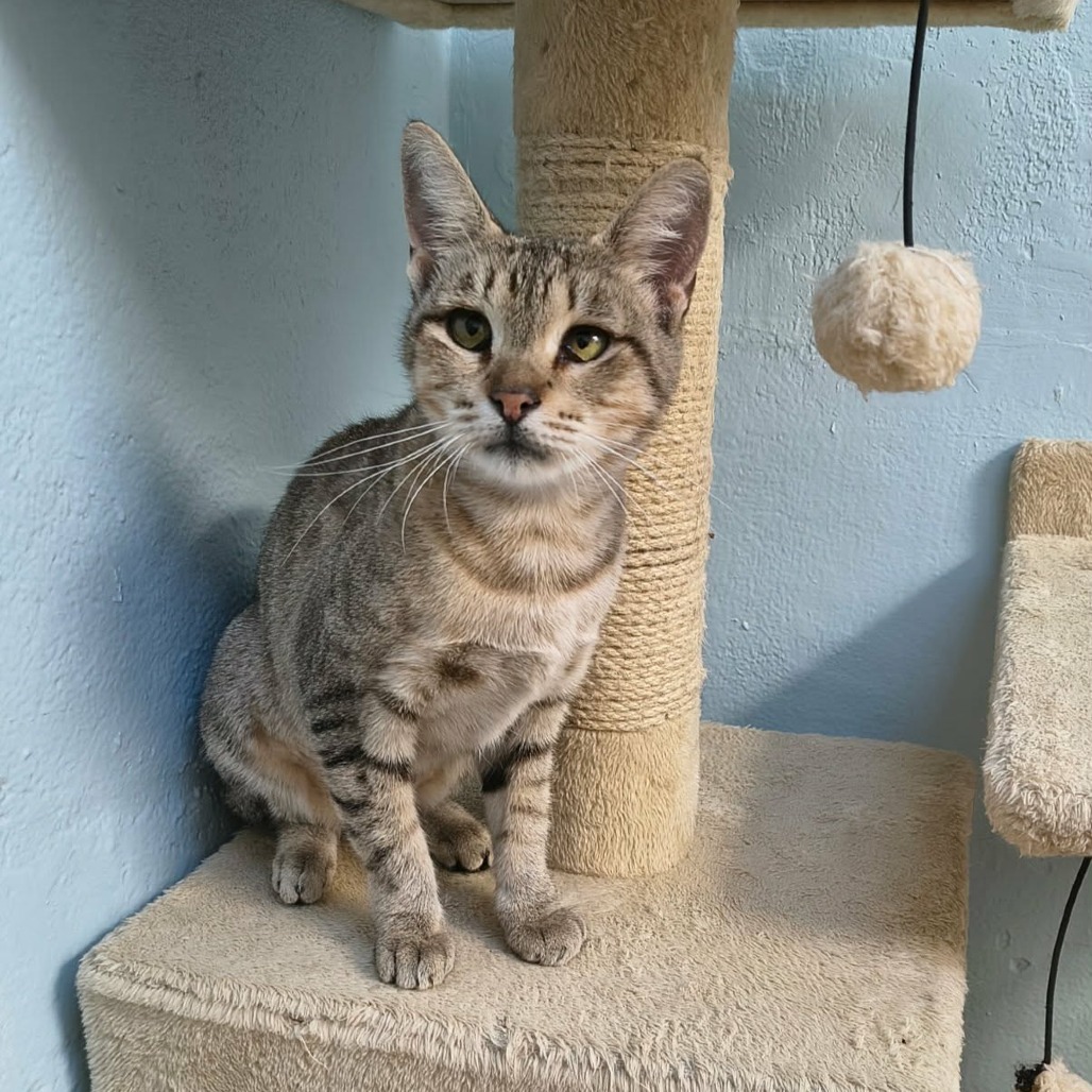 ADRIENNE - Domestic Shorthair available for adoption