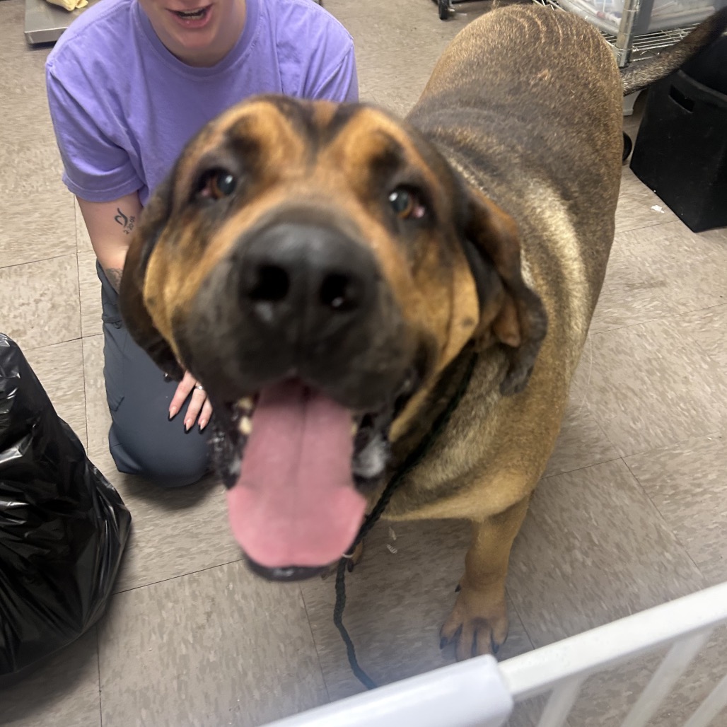 Big Honkus