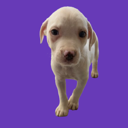 Tusc Stray 83150 2 3 4