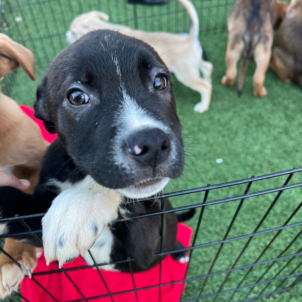 Finn — thumbnail 2