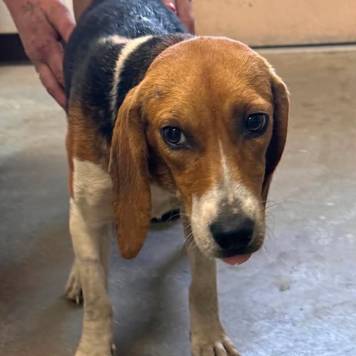 ELODIE - Beagle available for adoption