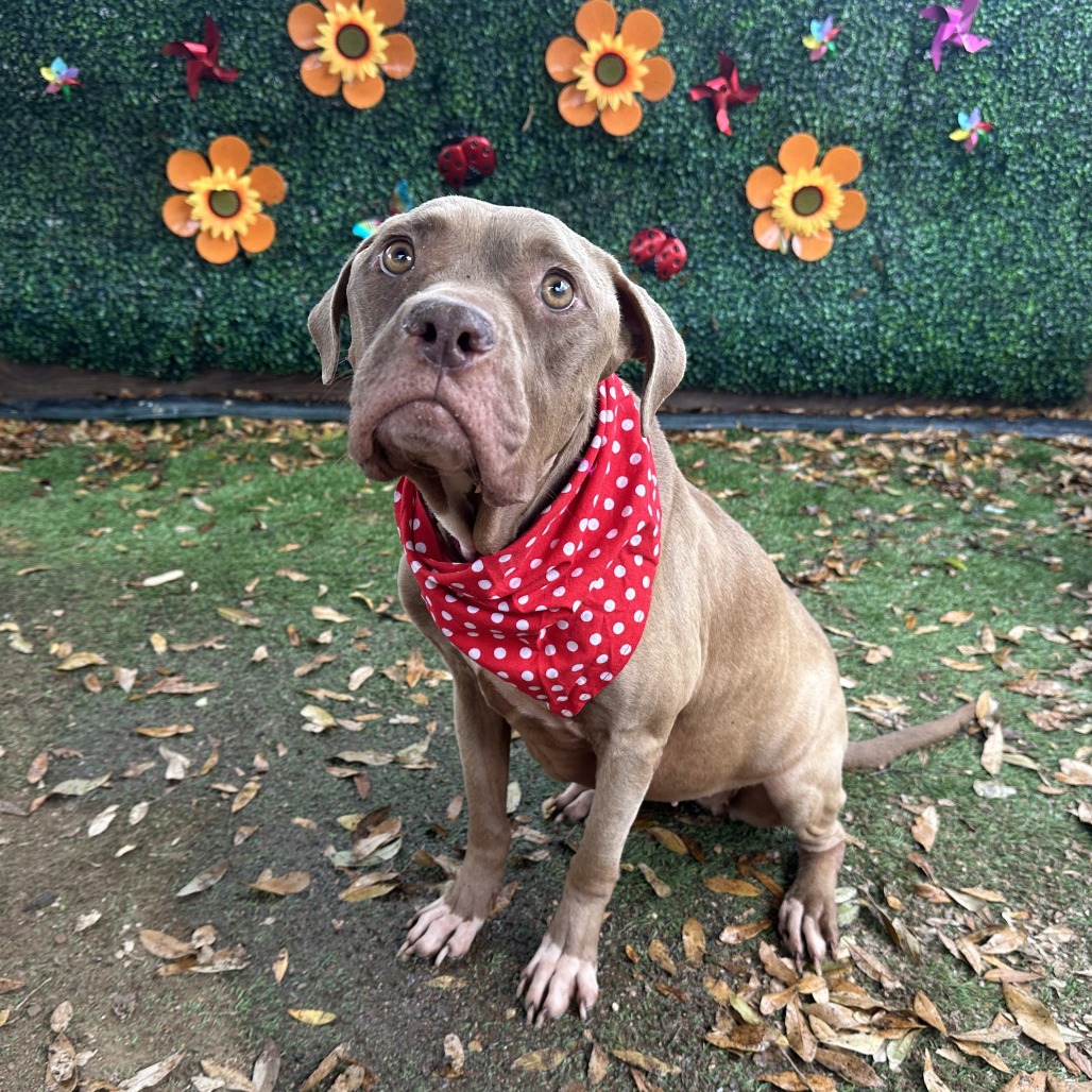 Princess Buttercup — thumbnail 11