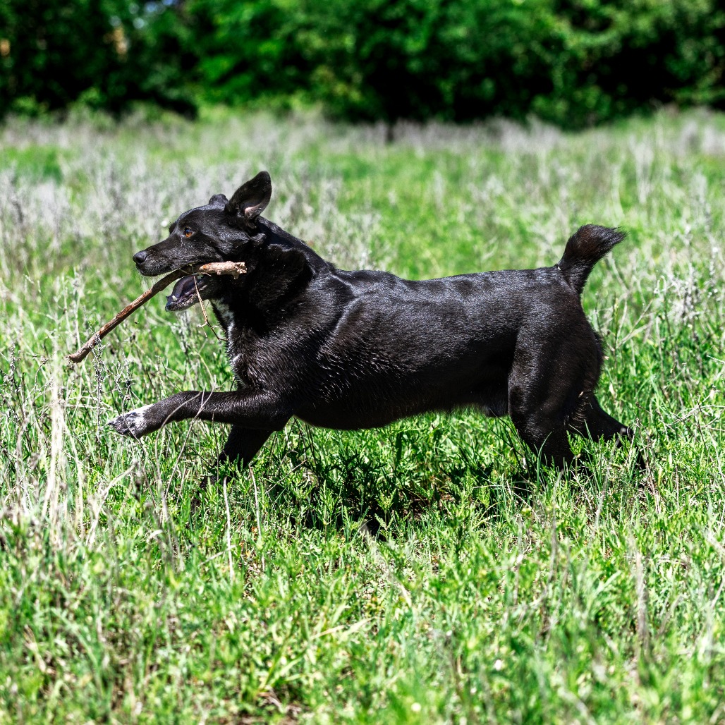 Photo of Roscoe