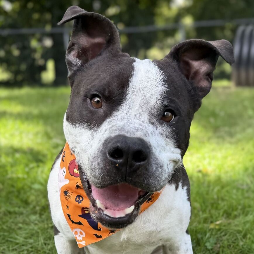 MAHOGANY - Terrier, American Pit Bull / Mixed Breed (Medium) for adoption in Dayton