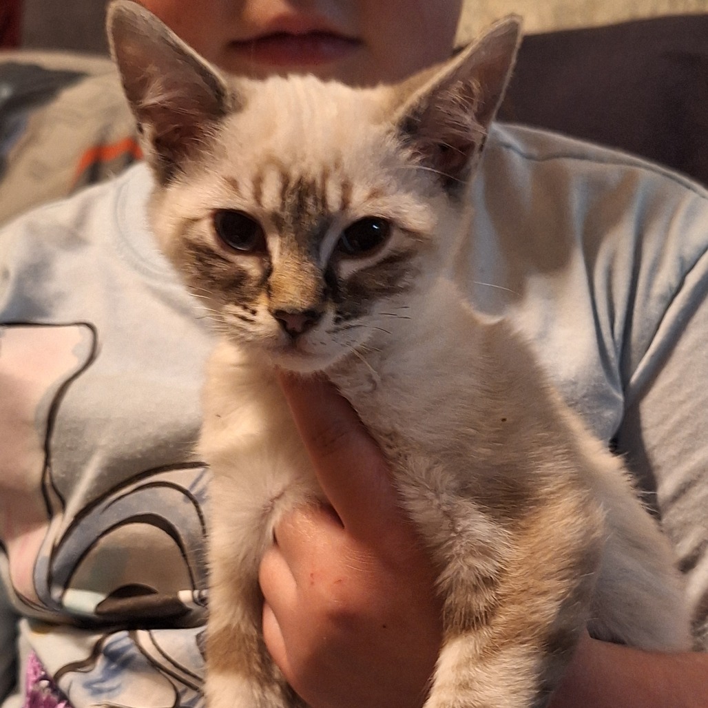 YODA - Siamese available for adoption