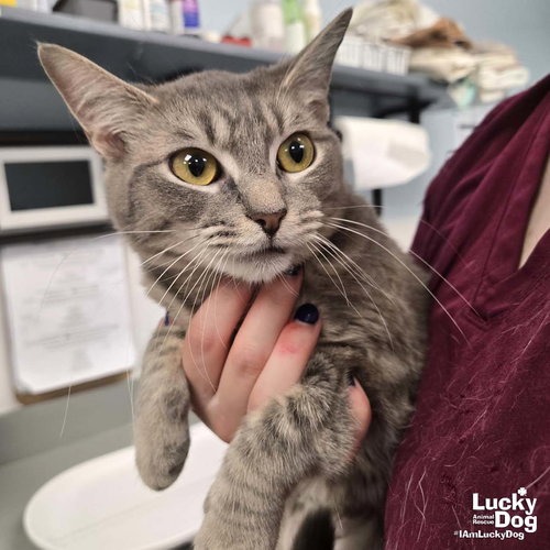 STORM - Domestic Shorthair available for adoption