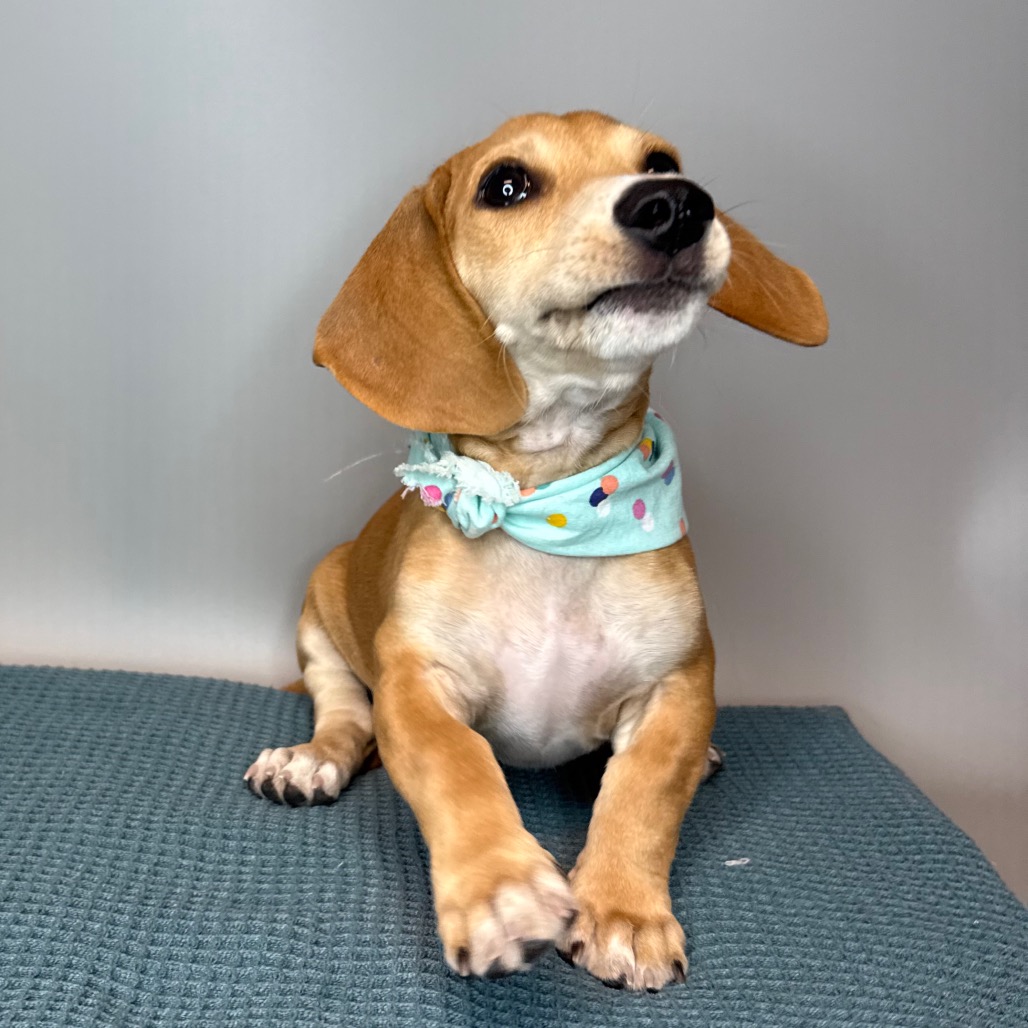 LILY - Dachshund, Miniature Smooth Haired / Beagle available for adoption